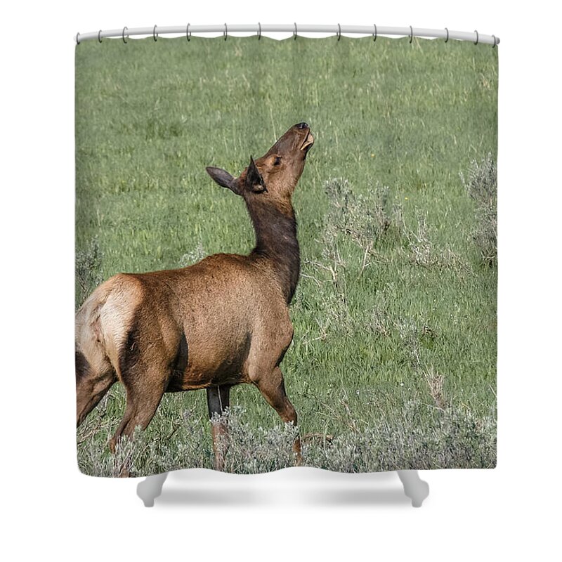 Al Andersen Shower Curtain featuring the photograph Elk Playing In Meadow by Al Andersen
