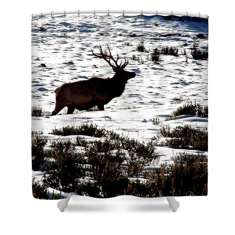 Yellowstone National Park Shower Curtain featuring the photograph Elk Silhouette by Sharon Elliott