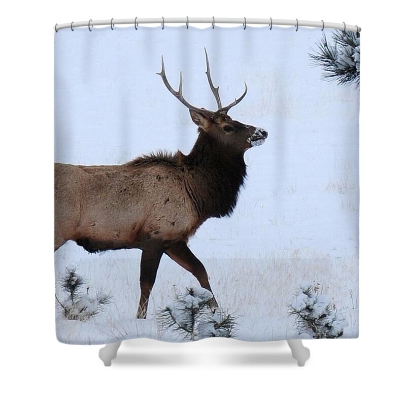 Colorado Shower Curtain featuring the photograph Elk Walking in the Snow by Marilyn Burton