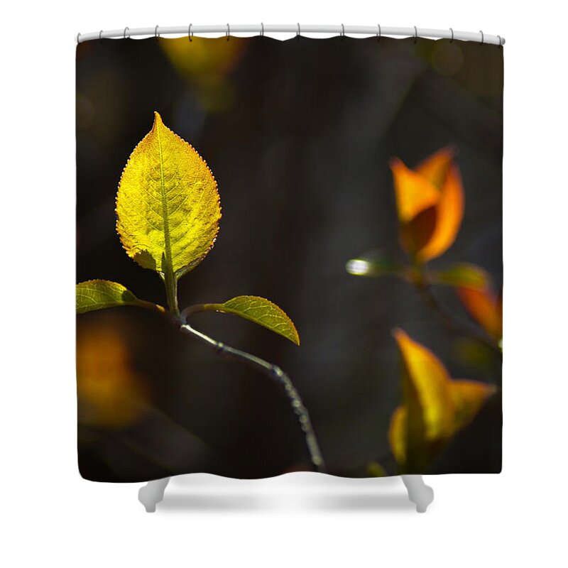 Leaf Shower Curtain featuring the photograph Emerging from the Darkness by Bill Pevlor