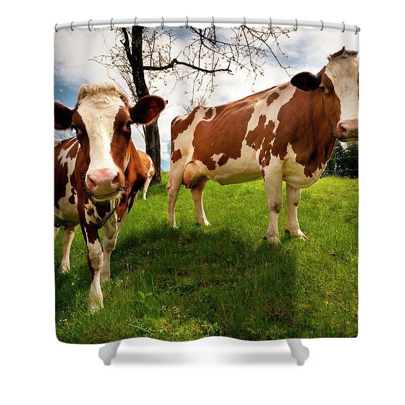 Grass Shower Curtain featuring the photograph Emmentaler Cows by Phil