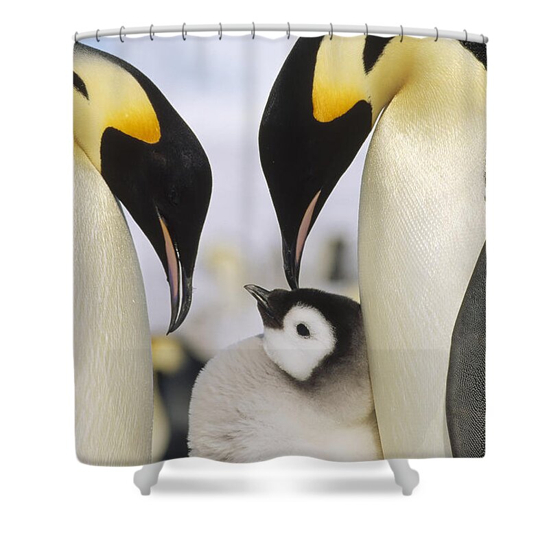 Feb0514 Shower Curtain featuring the photograph Emperor Penguin Parents With Chick by Konrad Wothe
