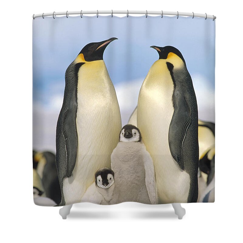Feb0514 Shower Curtain featuring the photograph Emperor Penguin Parents With Chicks by Konrad Wothe