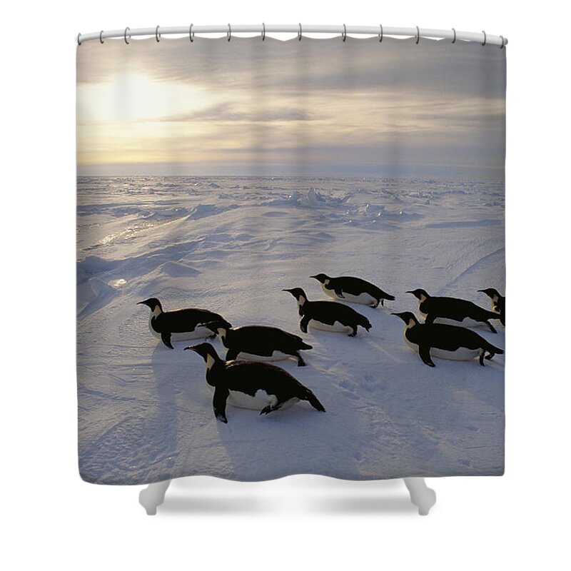 538006 Shower Curtain featuring the photograph Emperor Penguins Tobogganing Weddell Sea by Kevin Schafer