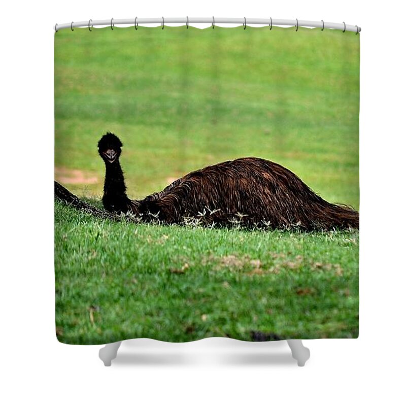 Emu Shower Curtain featuring the photograph Emu at Rest by Tara Potts