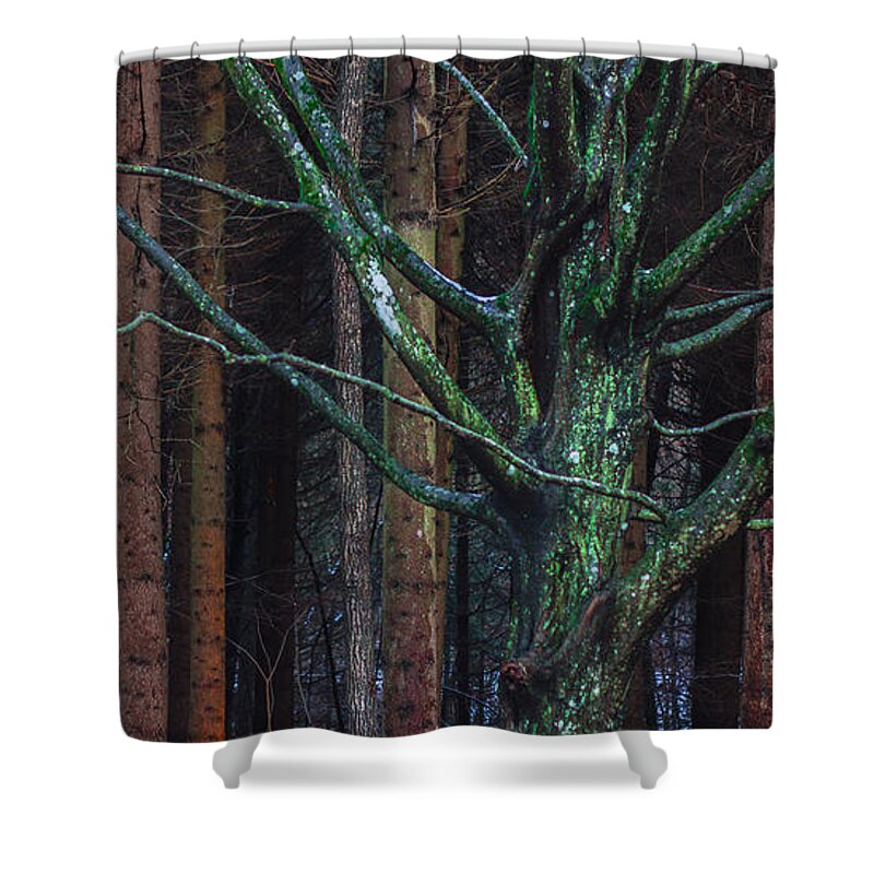 Forest Shower Curtain featuring the photograph Enchanted forest by Davorin Mance