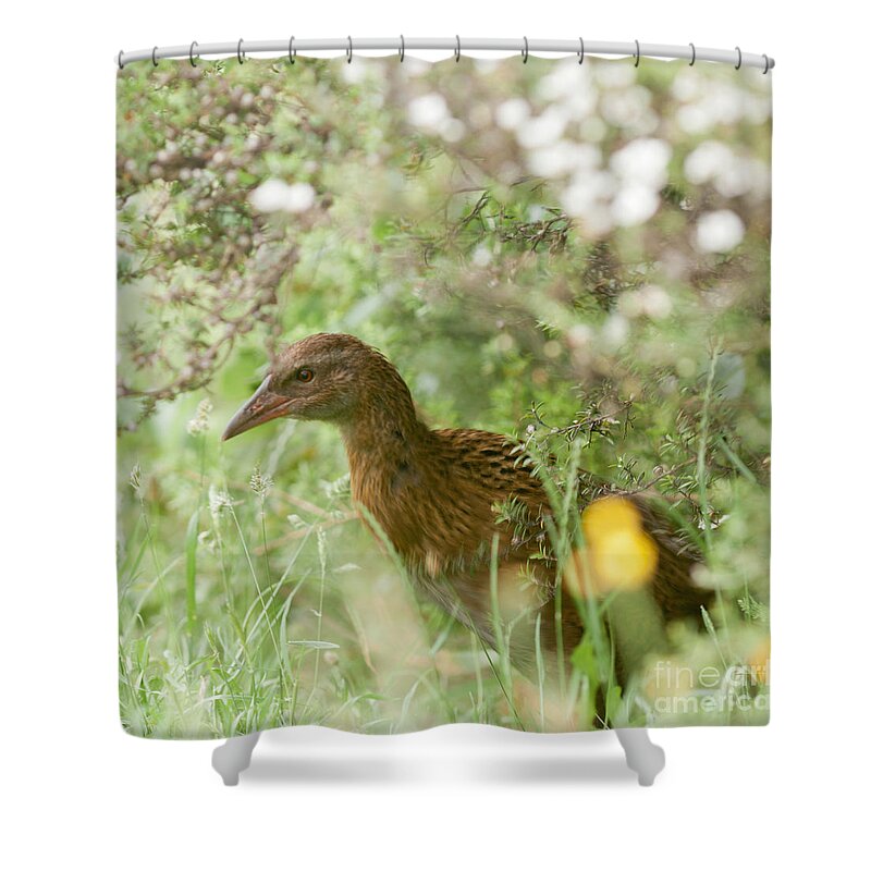 South Island Shower Curtain featuring the photograph Endemic NZ bird Weka Gallirallus australis by Stephan Pietzko