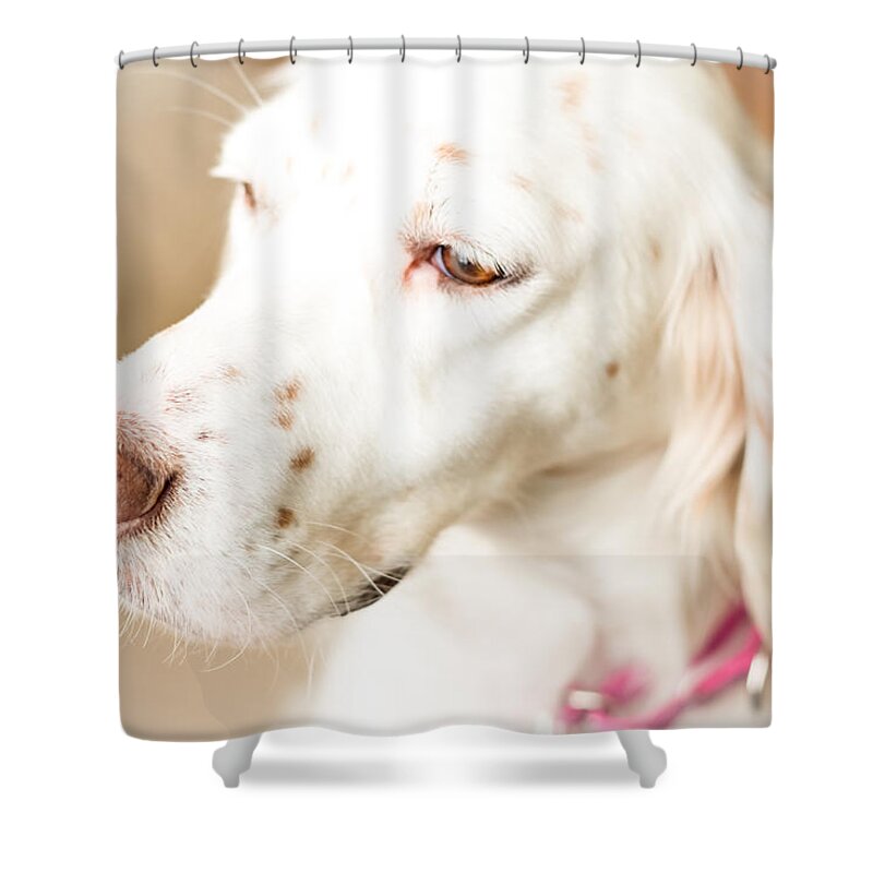 English Setter Shower Curtain featuring the photograph English Setter in Natural Light by Brian Caldwell