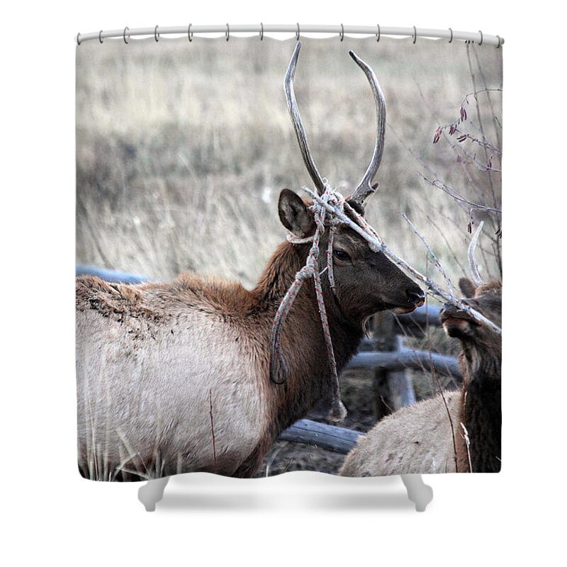 Entangled Shower Curtain featuring the photograph Entangled by Shane Bechler