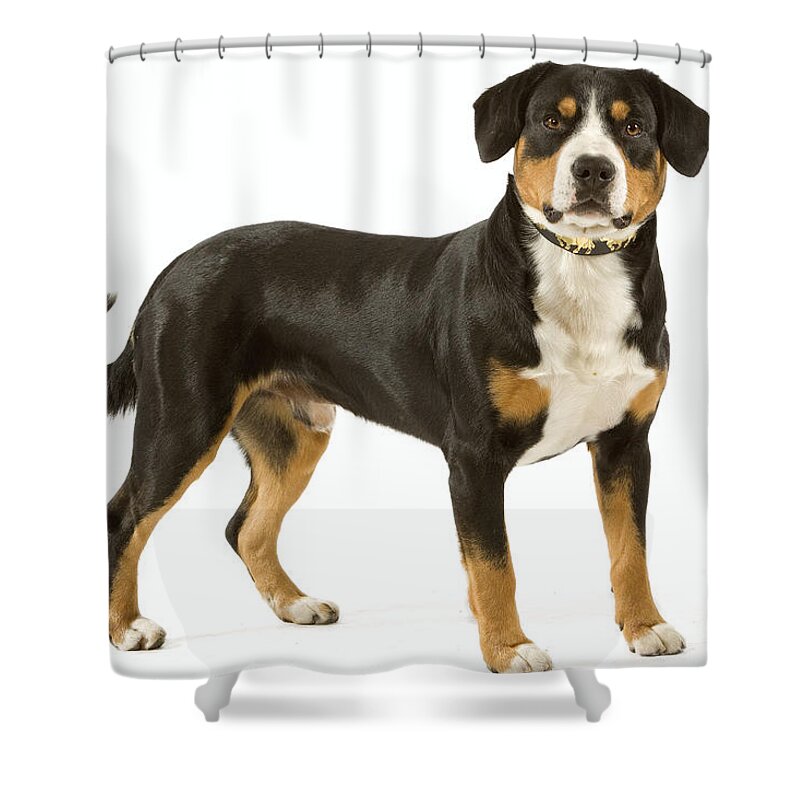 Entlebuch Mountain Dog Shower Curtain featuring the photograph Entlebuch Mountain Dog by Jean-Michel Labat