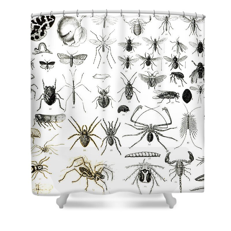 Insects; Arachnids; Butterfly; Zoology; Species; Fly; Flies; Scorpion; Spiders; Millipede; Moth Shower Curtain featuring the drawing Entomology Myriapoda and Arachnida by English School