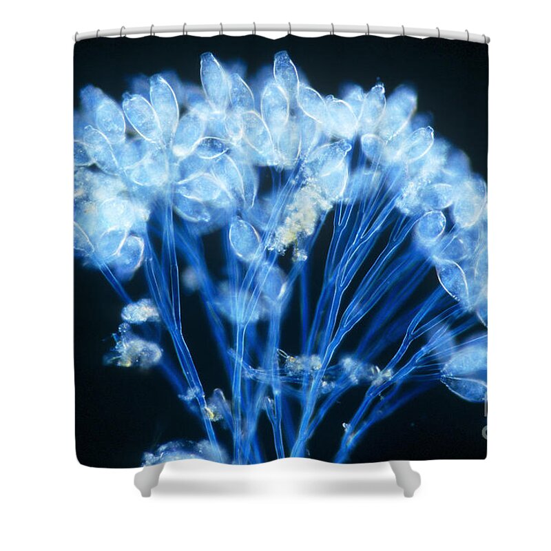 Microorganism Shower Curtain featuring the photograph Epistylis by Michael Abbey