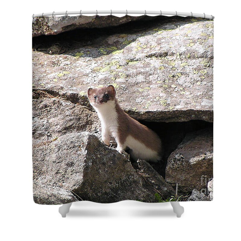Alert Shower Curtain featuring the photograph Ermine by Antonio Scarpi