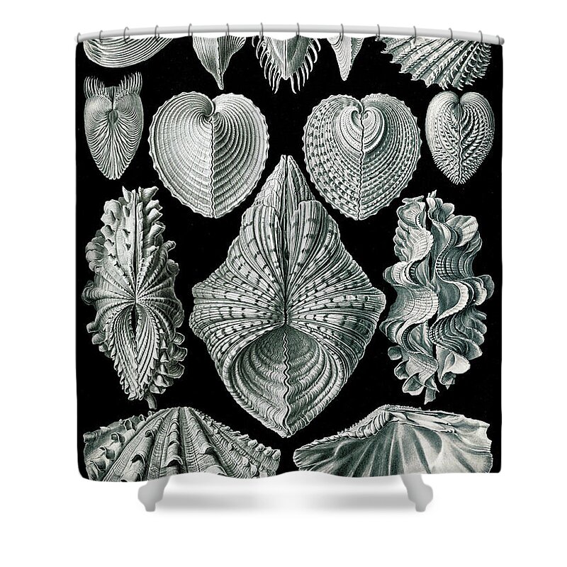1904 Shower Curtain featuring the photograph Ernst Haeckel, Bivalvia, Mollusks by Science Source