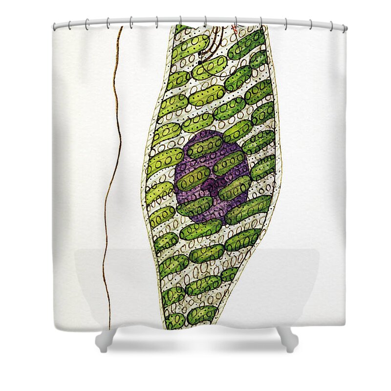 Vertical Shower Curtain featuring the photograph Euglena Splendens Euglenophyta Algae by De Agostini Picture Library