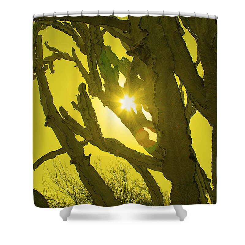 Cactus Shower Curtain featuring the photograph Euphorbia by Andre Aleksis