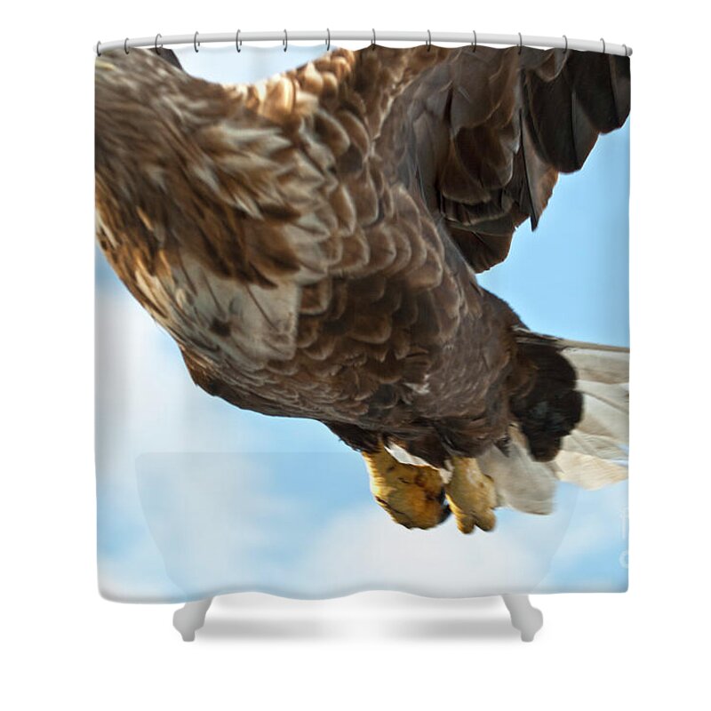 Heiko Shower Curtain featuring the photograph European Flying Sea Eagle 2 by Heiko Koehrer-Wagner