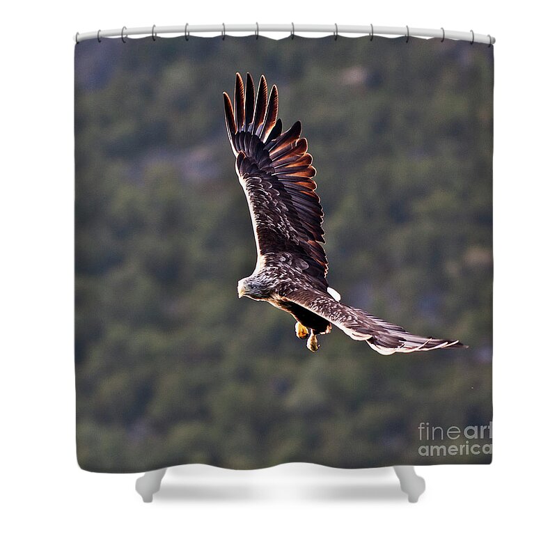 White_tailed Eagle Shower Curtain featuring the photograph European Flying Sea Eagle 4 by Heiko Koehrer-Wagner