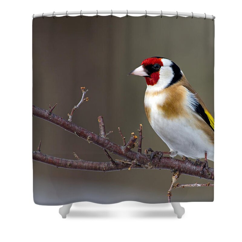 Goldfinch Shower Curtain featuring the photograph European Goldfinch by Torbjorn Swenelius