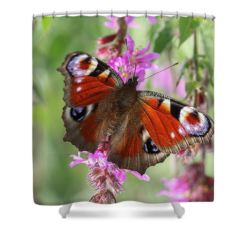 European Peacock Shower Curtain featuring the photograph European Peacock Butterfly - Nymphalis io by Jivko Nakev