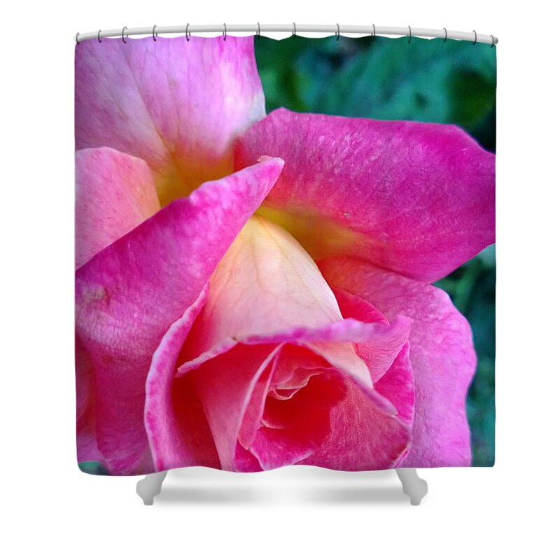 Pink Shower Curtain featuring the photograph Evening Bloom by Claudia Goodell