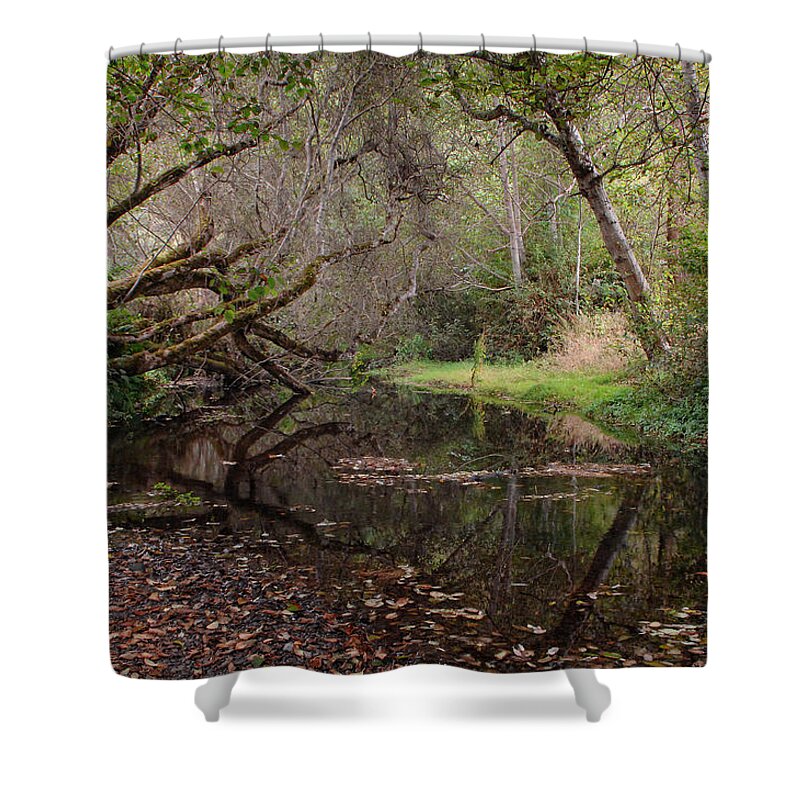 Forest Shower Curtain featuring the photograph Evening In The Forest by Donna Blackhall
