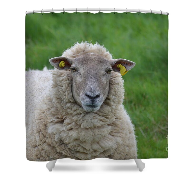 Sheep Shower Curtain featuring the photograph Ewe by DejaVu Designs