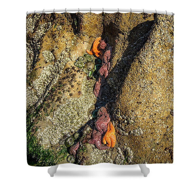 Hidden Shower Curtain featuring the photograph Starfish Exposure by Roxy Hurtubise