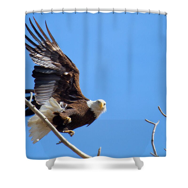 Soaring Shower Curtain featuring the photograph Eye of the Eagle by Jim Garrison
