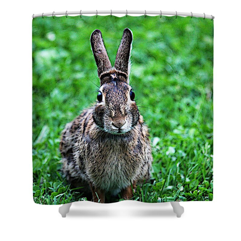 Bunny Shower Curtain featuring the photograph Eyes Wide Open by Trina Ansel