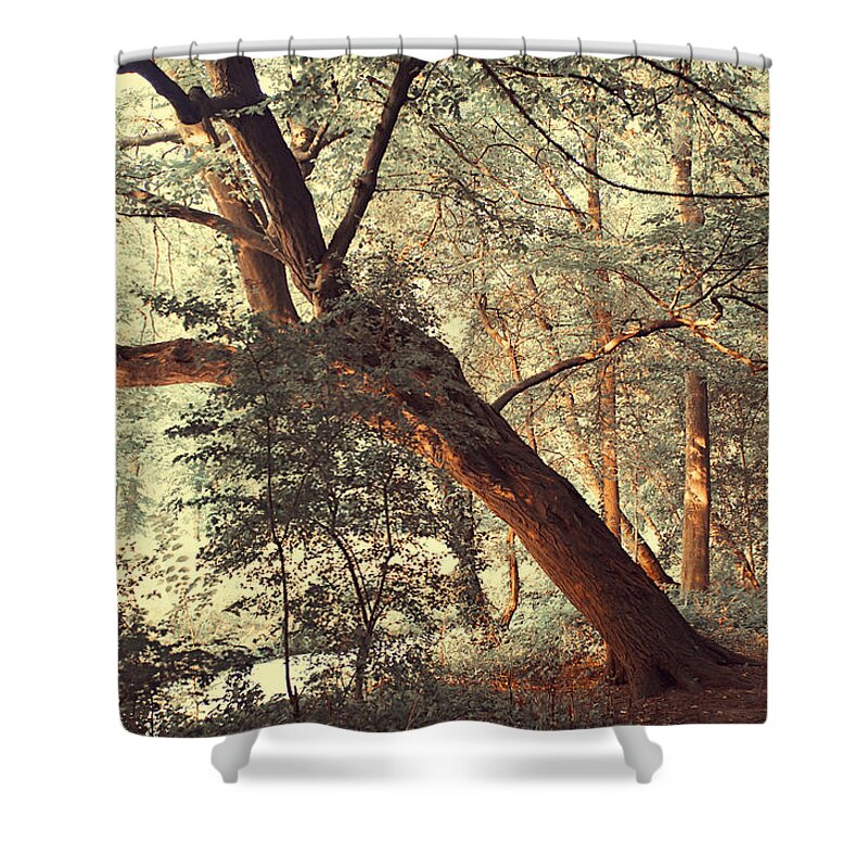 Woods Shower Curtain featuring the photograph Fairy Woods by Jenny Rainbow
