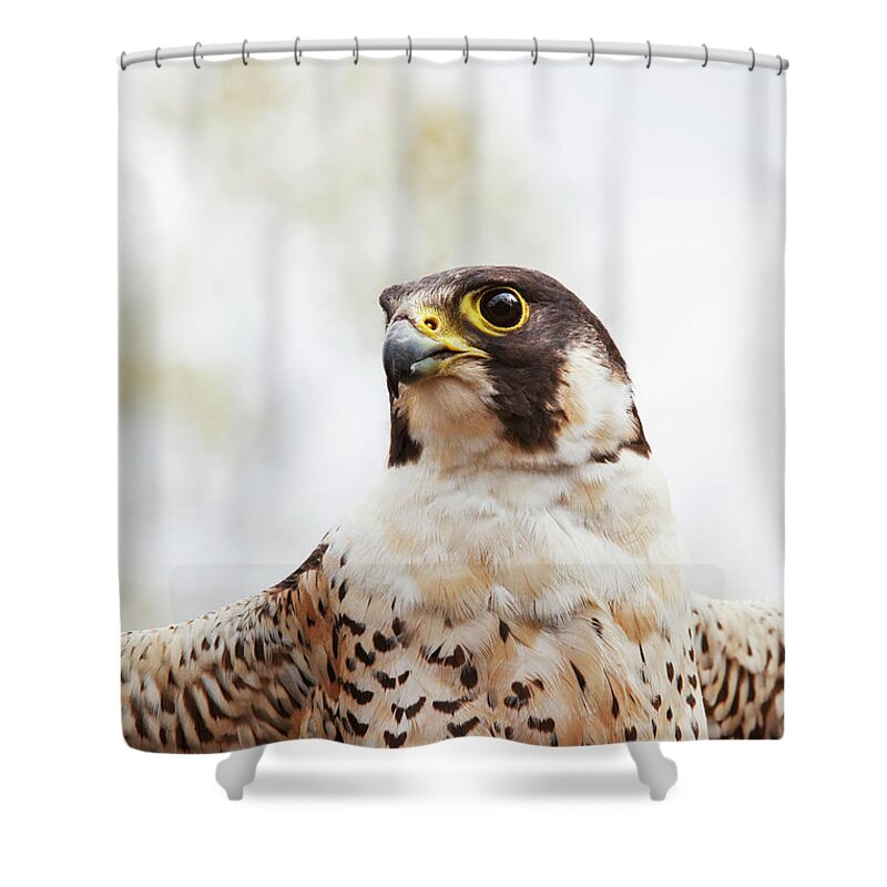 Alertness Shower Curtain featuring the photograph Falcon On The Look For Prey by Richard Wear / Design Pics