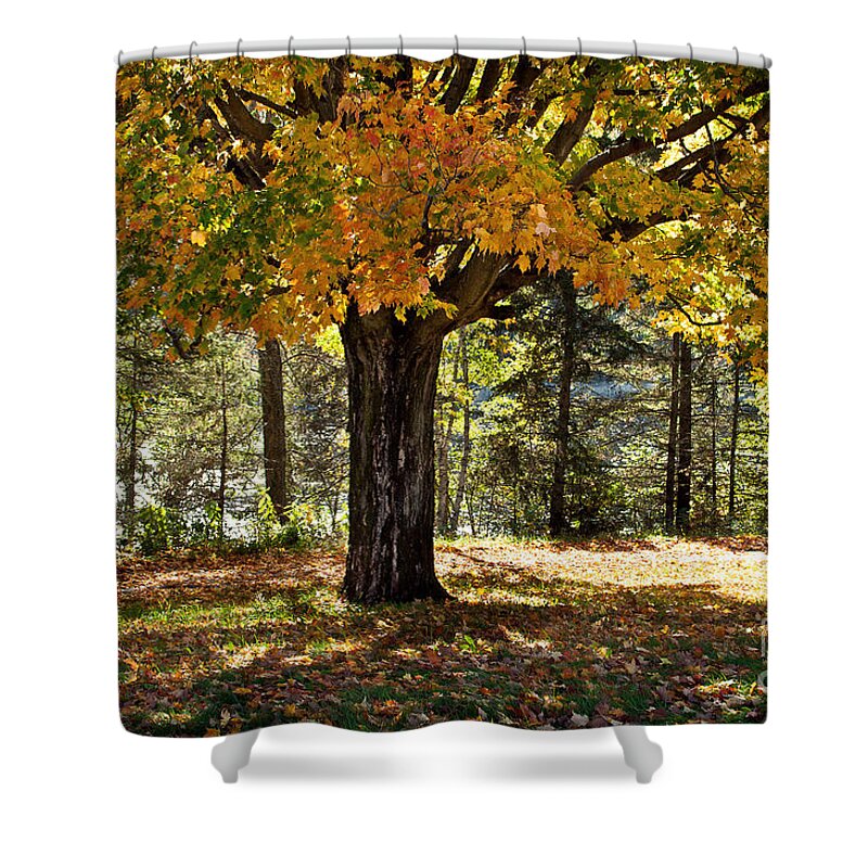Fall Foliage Shower Curtain featuring the photograph Fall Beauty by Gwen Gibson