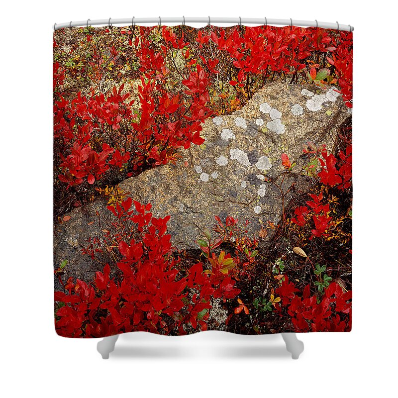 Maine Shower Curtain featuring the photograph Fall Blueberries and Moss-H by Tom Daniel