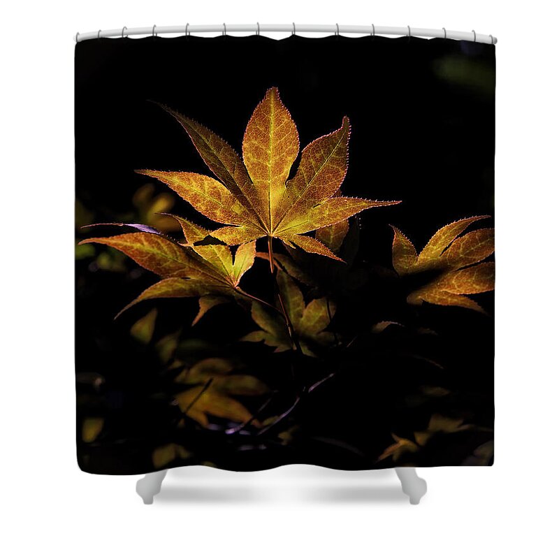 Sweet Gum Shower Curtain featuring the photograph Fall Color in Woodland Light by Michael Dougherty