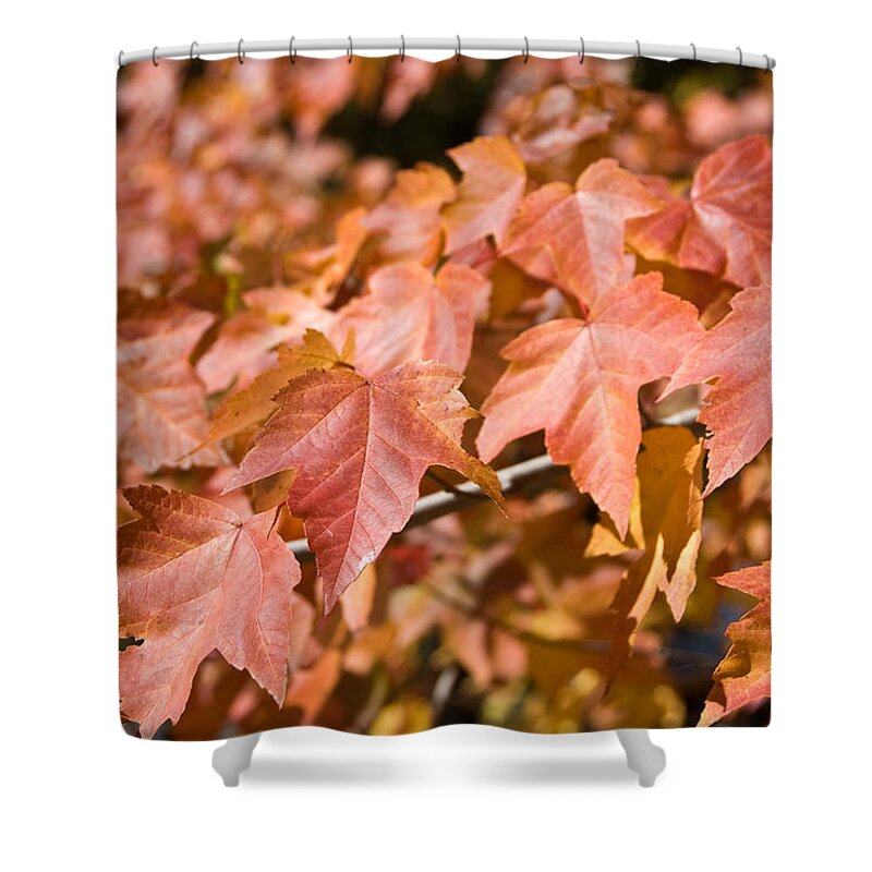 Fall Leaves Shower Curtain featuring the photograph Fall Colors by Shane Kelly