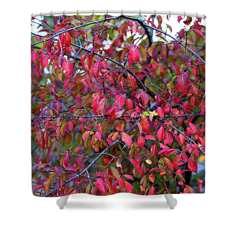 Autumn Shower Curtain featuring the photograph Fall Foliage Colors 05 by Metro DC Photography