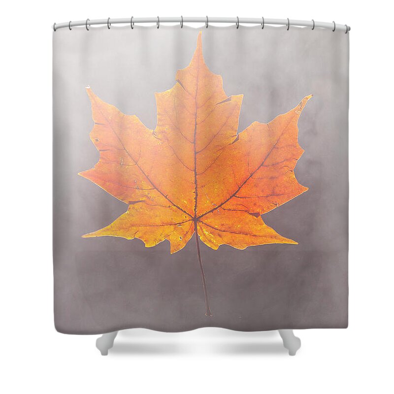 Tranquility Shower Curtain featuring the photograph Fall Leaf Floating In Fog by Chris Parsons