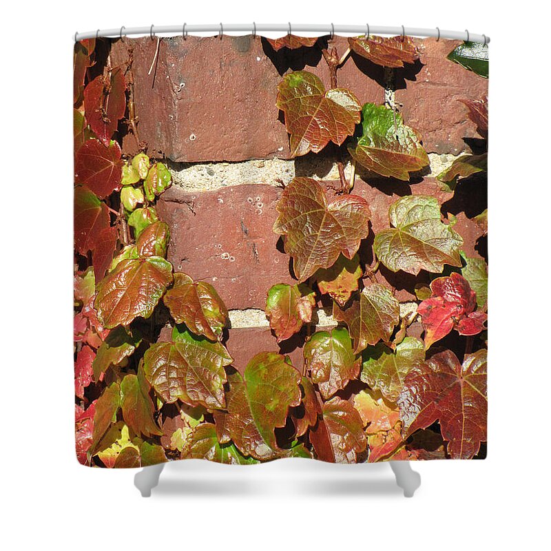 Fall Leaves Shower Curtain featuring the photograph Fall Leaves on Brick by Beverly Tabet