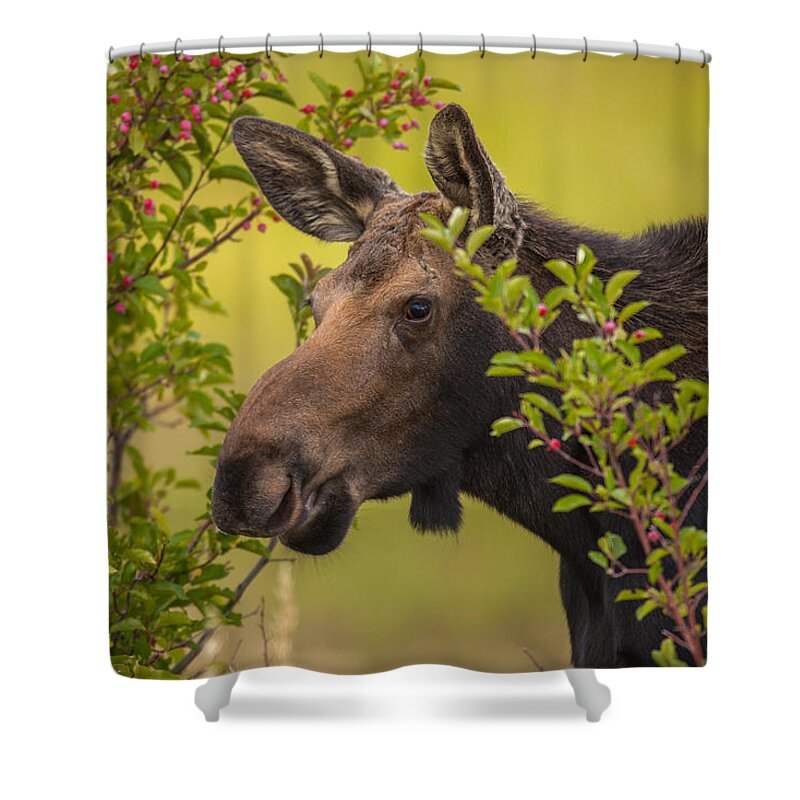 Moose Shower Curtain featuring the photograph Fall Moose by Kevin Dietrich