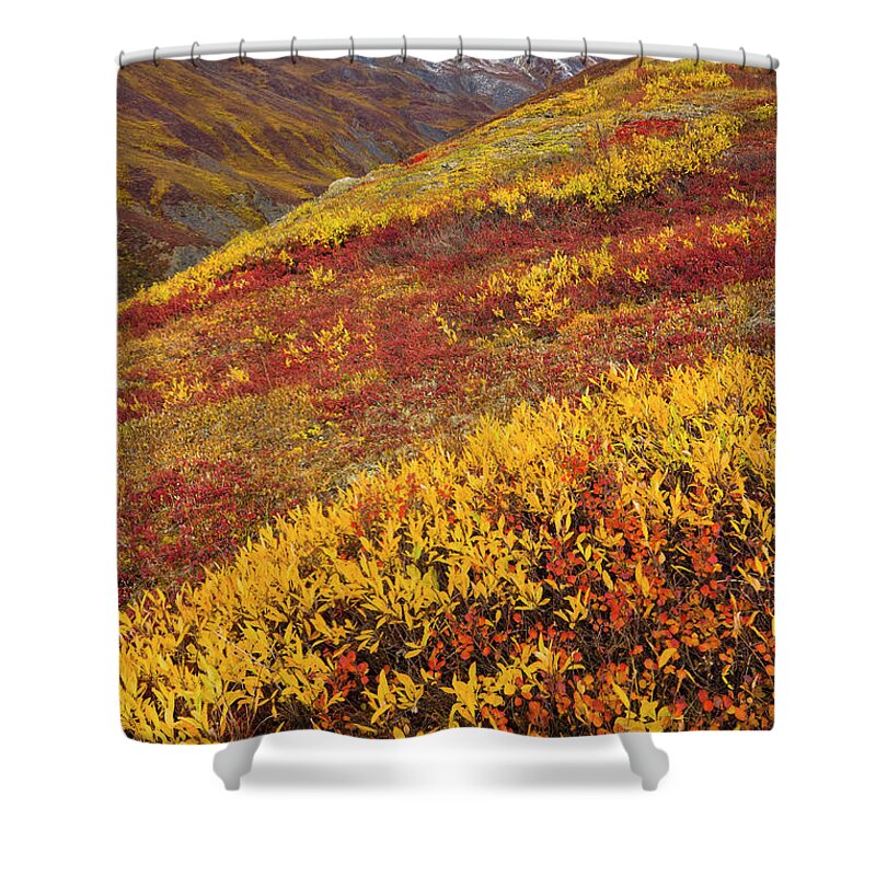 00345445 Shower Curtain featuring the photograph Fall Tundra And First Snow by Yva Momatiuk John Eastcott