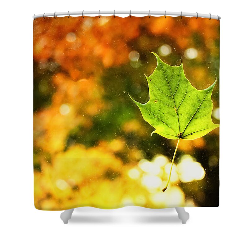 Fall Shower Curtain featuring the photograph Falling Leaf by Lars Lentz