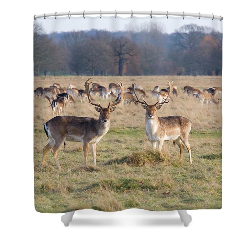 Grass Shower Curtain featuring the photograph Fallow Deer, Richmond, London, England by David C Tomlinson