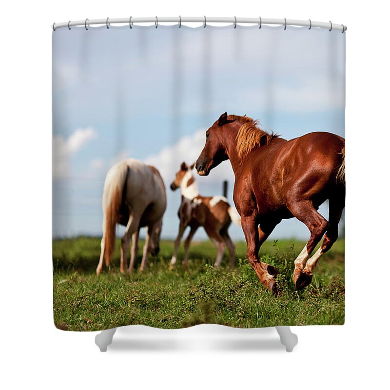 Horse Shower Curtain featuring the photograph Family Of Horses by E.hanazaki Photography