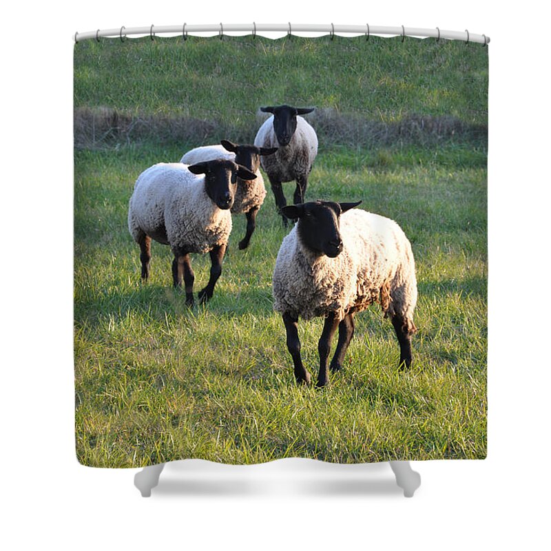 Animals Shower Curtain featuring the photograph Fancy Free by Jan Amiss Photography