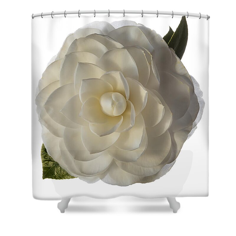 Flower Shower Curtain featuring the photograph Fancy White Camellia by Endre Balogh