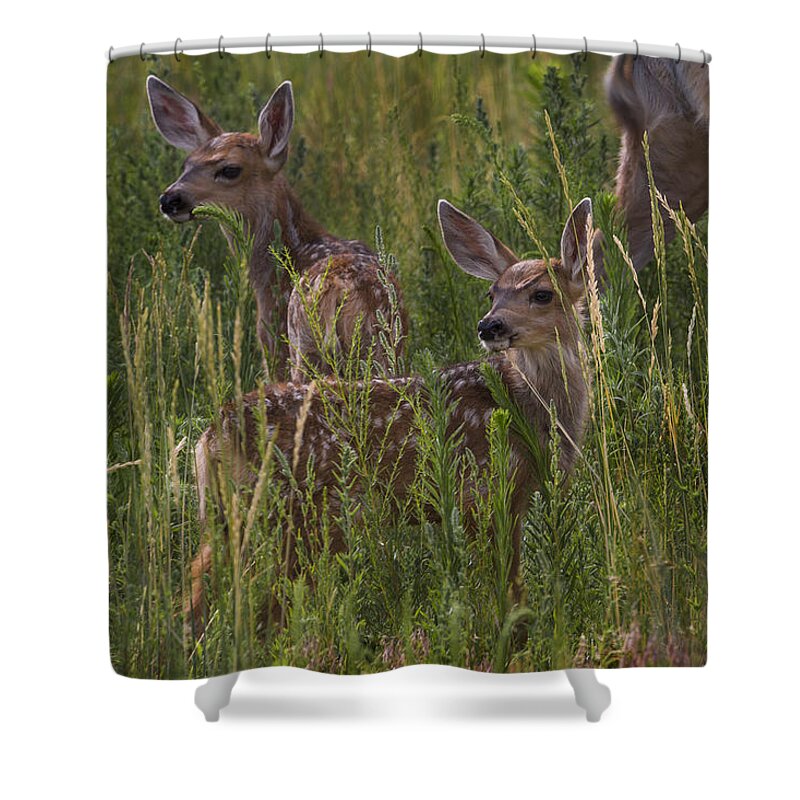 Deer Shower Curtain featuring the photograph Fawns by Jeff Shumaker