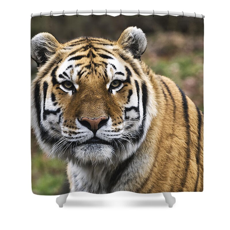 Tiger Shower Curtain featuring the photograph Fearless by Jean-Pierre Ducondi