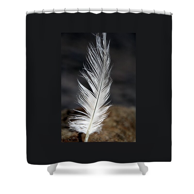 White Shower Curtain featuring the photograph white Lake Erie Seagull Feather by Valerie Collins