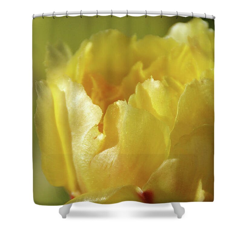Cacti Shower Curtain featuring the photograph Feathered In Yellow by Linda Shafer